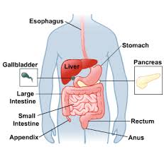 Digestive System: MedlinePlus