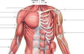 Maybe you would like to learn more about one of these? Anterior Chest Arm Muscles Diagram Quizlet