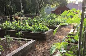 We did not find results for: Why Mulch Matters Everything You Need To Know Joe Gardener