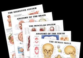 Anatomy Models Anatomical Charts Online Uk Online Shop