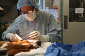 Central Animal Hospital | Best Vet Care in Scarsdale