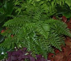 Image result for Asplenium gemmiferum