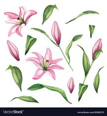 Realistic Pink Lily Blossom Leaves Stem Set Vector Image On Vectorstock Lily Flower Flower Drawing Pink Lily Flower