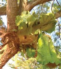 Image result for Platycerium stemaria