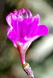 Image result for Commicarpus