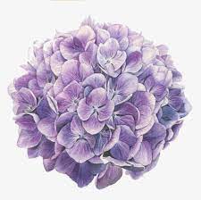 Flower Composition Hydrangea Flower Clipart Hydrangea Flowers Png Transparent Clipart Image And Psd File For Free Download Flower Clipart Hydrangeas Art Flower Drawing
