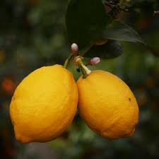 Image result for Citrus × limon