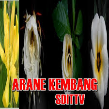 Ngaran kembang dina bahasa sunda ngabogaan istilah anu maneuh jeung unik. Arane Kembang Nama Bunga Jenenge Kembang Komplit Pelajaran Bahasa Jawa Sekolah Dasar Islam