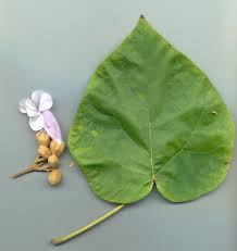 Image result for Paulownia