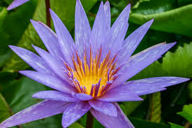 Image result for Nymphaea