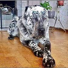 Was sind eigentlich diese wolfshunde? Thomas Frey Csp Auf Twitter This Is A Central Asian Shepherd Or Alabai With Vitiligo A Disease That Causes The Loss Of Skin Color In Blotches Https T Co B09a0tscuy Keynotespeaker Futuretrends Futureofwork Futurejobs Futuriststrategy