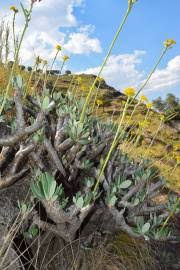 Image result for Cynanchum viminale