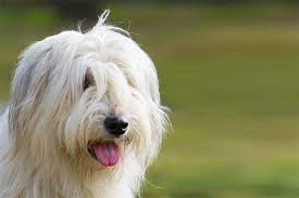 Oct 03, 2019 · the south russian ovcharka, or russian sheepdog for short, was developed in ukraine (when it was still part of the soviet union). South Russian Sheepdog Puppies Breed Information Puppies For Sale