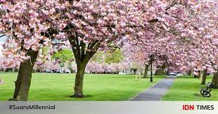 Ini 5 tempat wisata jepang di. Selfie Taman Sakura Selfie Taman Sakura Istana Sakura Amazing Blitar Got Thousands Of Visitors In The First Month Times Australia Keindahan Taman Sakura Wisata Ala Jepang Yutaka Farm Indonesia Podrobnee Raleigh