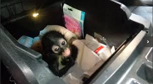 In particular, this kind of monkey is. Watch Baby Monkey Confiscated By Border Patrol Agents Has A New Home At The Brevard Zoo