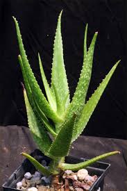 Image result for Aloe inyangensis
