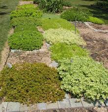 These ground oregano are unmissable cheat codes. Cover Your Ground With Plants Part 2 East Texas Gardening