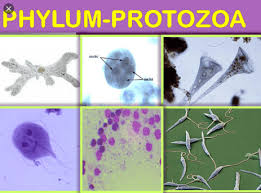 Phylum Protozoa Examples And Characteristics Types Shape