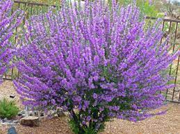 Your purple texas ranger plant does best with full sun. Purple Oleander Tree Purple Flowering Bush Flowering Bushes Purple Flowers Garden
