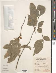 Image result for Haplocoelum