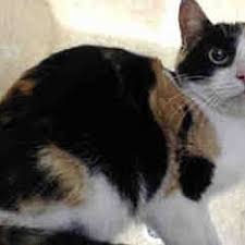 Pet Card Cat Adoption Pets Animal Rescue