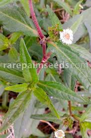 Image result for Eclipta prostrata