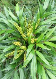 Synonyms mahonia eurybracteata 'soft caress'. Mahonia Eurybracteata A Shrub That Bears Beautiful Blooms In Fall