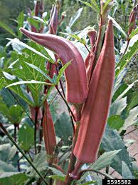 Image result for Abelmoschus esculentus