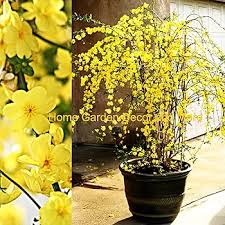 Image result for Jasminum nudiflorum