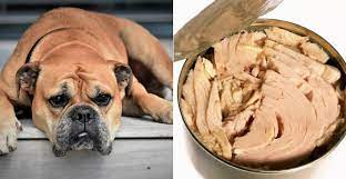 Like many fish, tuna is a good however, your dog should not eat tuna regularly or in large amounts because it is also a source of mercury. Is Tuna Good For Dogs How To Feed Tuna To Your Puppies
