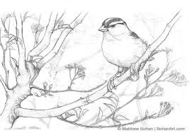 Sketch Bird On Branch Drawing White Crowned Sparrow Drawings Animal Drawings Bird Art