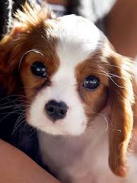 Sweet Baby Animals Cute Baby Animals Http Cutebabyanimalsgallery Blogspot Com Cute Animal Pictures Cute Baby Animals Cute Animals