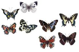When designing a new logo you can be inspired by the visual logos found here. Clip Art Free Butterfly Butterfly Svg Cricut Free Svg Cut Files Create Your Diy Projects Using Your Cricut Explore Silhouette And More The Free Cut Files Include Svg Dxf Eps And