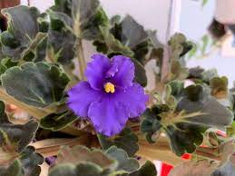 Starting a violet leaf is easy, fast, and inexpensive. Are Your African Violet Leaves Curling 6 Things To Check The Practical Planter