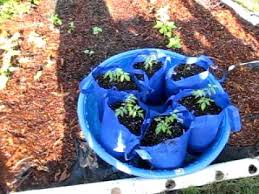 Kiddie Pool Tomatoes And Update Youtube