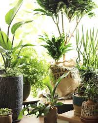 greenshopyagi on instagram オシャレな観葉植物続々入荷してます これから暑くなる季節 爽やかなグリーンをお部屋に飾って 涼しさを取り入れてみませんか 贈り物にもおすすめです plants