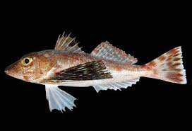 Image result for Triaspis macropteron