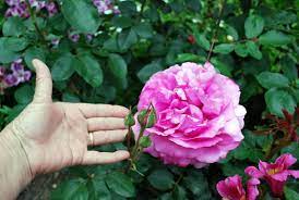 (pp6895, aka meivildo, queen adelaide, royal brompton rose, the royal brompton rose, yves piaget�). Pin On Garden Ideas