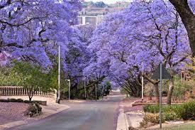 Grow it with these practical tips. Jacaranda Tree Gardenerdy