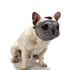 Elke dag worden duizenden nieuwe afbeeldingen van hoge kwaliteit toegevoegd. Purchase French Bulldog Muzzle Australia Up To 69 Off