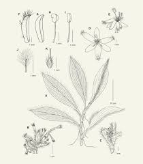 Image result for Palisota ambigua