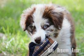 Please scroll down to view the pups in this litter. Mini Australian Shepherd Puppies For Sale Under 200 Online Shopping