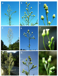 Image result for Erigeron bonariensis