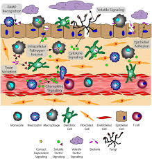What animal cell organelles are represented well in makena?s model. Frontiers Host And Pathogen Communication In The Respiratory Tract Mechanisms And Models Of A Complex Signaling Microenvironment Medicine