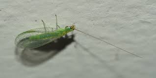 Maybe you would like to learn more about one of these? Insects Attracted To House Lights In Townsville Queensland