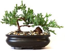 They help to purify the air and create a relaxing environment. Amazon Com 9greenbox Best Gift Bonsai Juniper Tree 4 Pound Live Indoor Bonsai Plants Grocery Gourmet Food