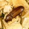 Tiny bugs kitchen cabinets tiny bugs in kitchen cabinets zitzat via xvbdhome.tk. Https Encrypted Tbn0 Gstatic Com Images Q Tbn And9gcte9ahqdfjiqkd1fmeqd7twyxu Drmmojvf4yztb49krvglwoaa Usqp Cau