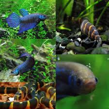 They will fight for their tank. Mahachai Betta With Kuhli Loaches Fish Pet Pets Betta
