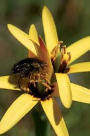 Image result for Pavetta lasiopeplus