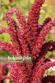 Image result for Amaranthus cruentus